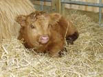Bull calf &lsquo;Crusoe of Brue&rsquo; born 14 April 2006