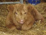 Heifer calf 'Bella a' Ghlinne of Brue' born 27 April 2006