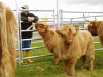 2007 calves from P&igrave;obaire Ruadh of Dunvegan