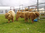 2007 calves from P&igrave;obaire Ruadh of Dunvegan