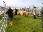 2007 calves from P&igrave;obaire Ruadh of Dunvegan