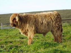 2007 calves from P&igrave;obaire Ruadh of Dunvegan