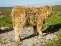 2007 calves from P&igrave;obaire Ruadh of Dunvegan