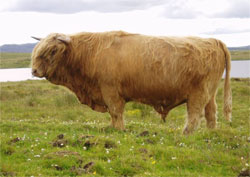 P&igrave;obaire Ruadh of Dunvegan