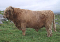 P&igrave;obaire Ruadh of Dunvegan