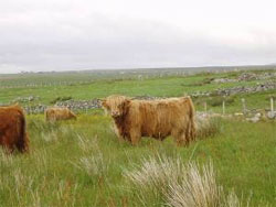 P&igrave;obaire Ruadh of Dunvegan (at age 16 months)
