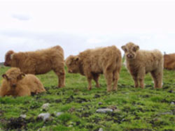 First calves from P&igrave;obaire Ruadh of Dunvegan (Picture taken July 2006)
