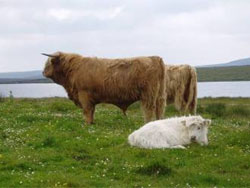 P&igrave;obaire Ruadh of Dunvegan as a 2-Year old bull.Picture taken July 2006 at age 29 months