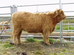 Yearling heifer 'Bella a' Ghlinne of Brue' born 27 April 2006