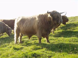 P&igrave;obaire Ruadh of Dunvegan as a 3-Year old bull (Pictures taken June 2007 at age 3 years and 4 months)