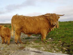 P&igrave;obaire Ruadh of Dunvegan as a 3-Year old bull (Pictures taken June 2007 at age 3 years and 4 months)