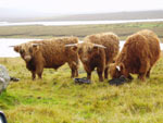 17 month old bullocks