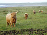 Caileag Bheag 17th of Callachally with 2007 calves