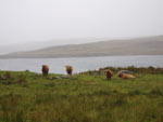 Calum Ruadh of Brue with cows at Kirkibost, Great Bernera