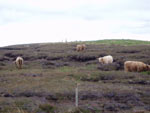 3 year old heifers with bullocks