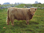 Magaidh a' Ghlinne of Brue at Cnoc na h-Ath