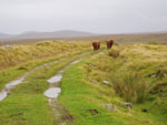 Bullocks on road home