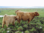 Una of Borve with her bull calf Casgro of Brue