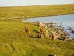 Cows & calves heading for Ardmhor grazing, Brue