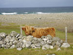 'Ceit na Mara' of Tom Buidhe