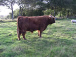 30 month old bull, 'Crusoe of Brue' at Allanfearn Fold, Strathpeffer