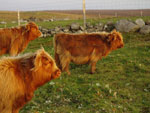 Brue calves in evening sun
