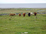 Young heifers in high spirits on Croft No1 Brue