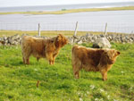 'Morgan an Eilein of Brue' & 'Caileag nam Beann of Brue'
