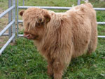 Orphan calf, 'Caileag nam Beann of Brue'