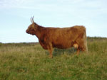 8 year old, fifth calver, 'Una of Borve'