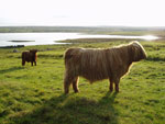 Yearling bullocks on Croft 19 Brue