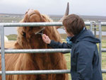 Yes right there, says junior bull, 'Calum Ruadh of Brue'