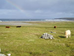 4. Young heifers on Croft No1 Brue.JPG