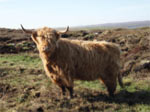 S&igrave;ne a&rsquo; Ghlinne of Brue