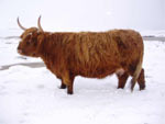 Una of Borve