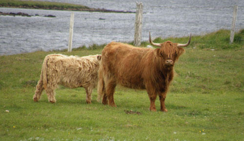 Aingeal of Tom Buidhe