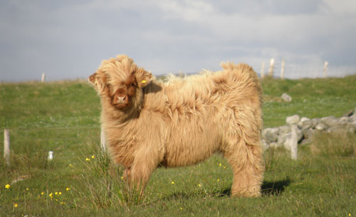 Peigi of Tom Buidhe
