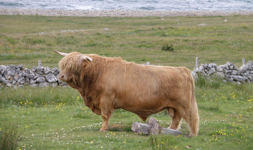 For Sale: Piobaire Ruadh of Dunvegan