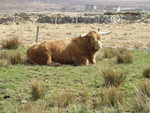 Alasdair Ruadh of Craigowmill