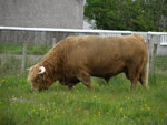 Alasdair Ruadh of Craigowmill