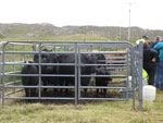 Pedigree Aberdeen Angus cattle, MacDonald, Carloway House
