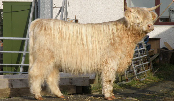 Canach an Eilein of Brue