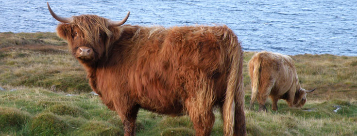 Fl&ograve;raidh of Tom Buidhe