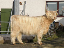 Dingwall & Highland Mart Highland Record Breaker, 19 month old heifer Canach an Eilein of Brue sold to Scourie, Sutherland, October 2009