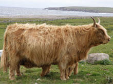 Sold at Dingwall & Highland Marts Ltd, October 2009, to Worcestershire