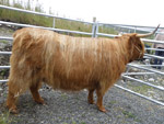 Supreme Cattle Champion of Lewis & Harris Shows, Eilidh nam Beann of Brue