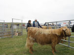 Chancellor checks over Brue Fold cattle
