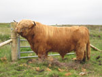 Calum Ruadh of Brue