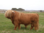 Calum Ruadh of Brue
