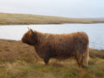 Brighde of Tom Buidhe